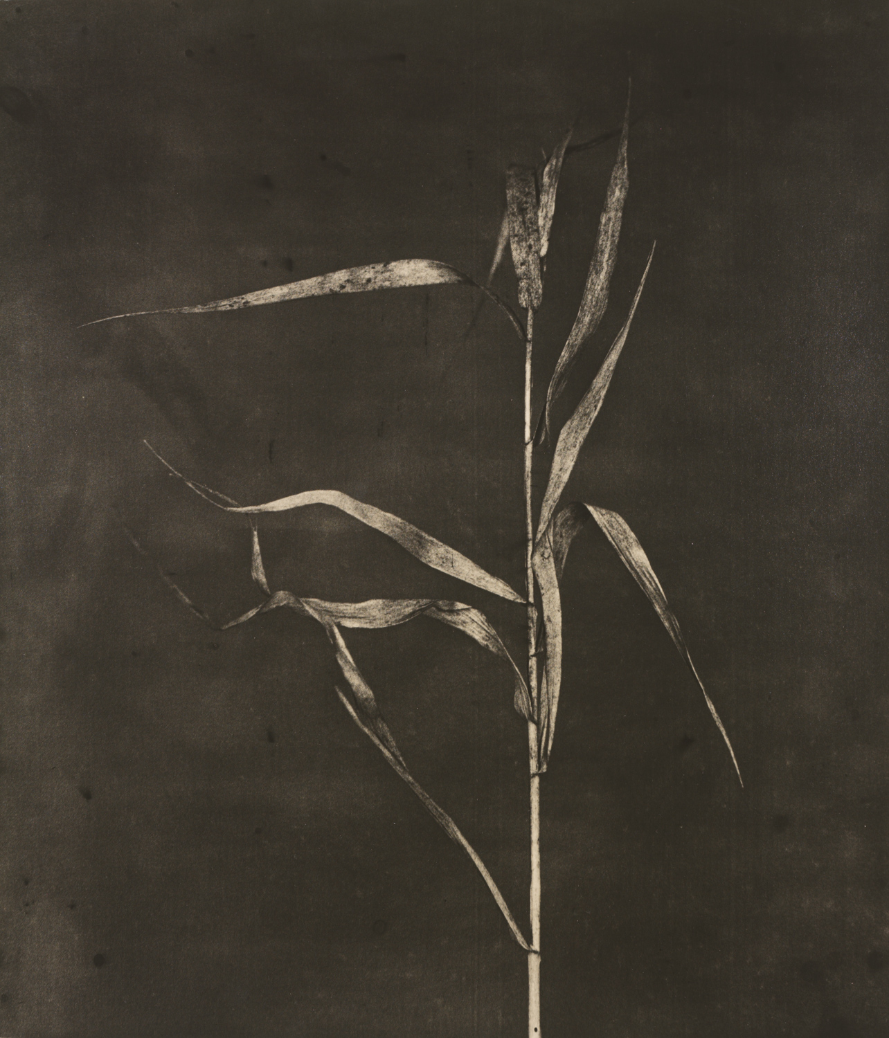 z cyklu bez tytułu, nr neg. 1122/9